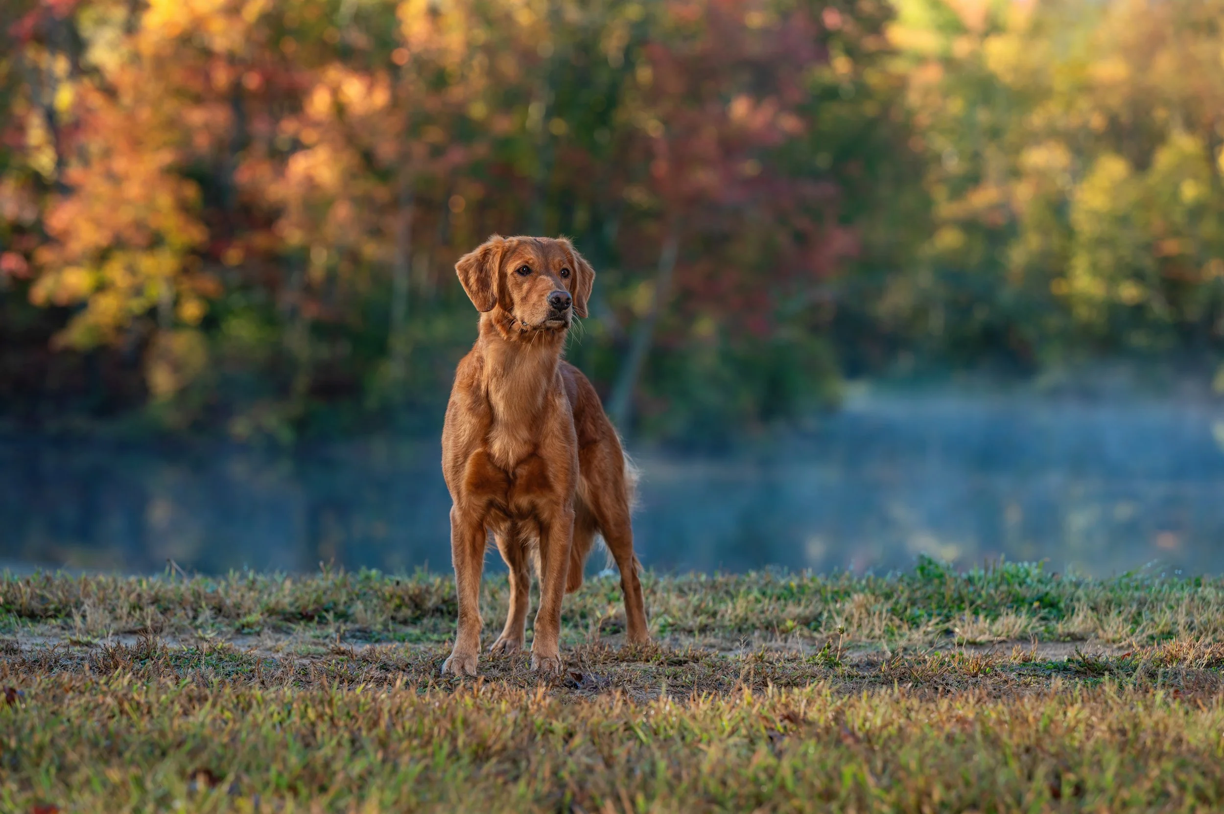 (希少)道楽　DOWLUCK SURFACE RETRIEVER Kiwi — Rifka Retrievers